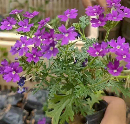 宿根花卉